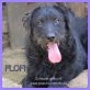 Flöfi, Schnauzermix - Rüde
