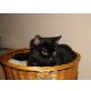 Flöhchen, verschmustes schwarzes Katerchen  - Kater