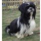 Flofy, Shih Tzu - Rüde