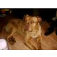 Floh, Bordeauxdogge - Rüde