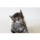 Floh, Maine Coon - Katze
