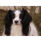 Floh, Papillon - Rüde