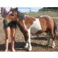 Floh, Shetland Pony - Wallach