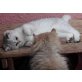 Flohrentina, Exotisch Kurzhaar - Katze