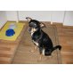 Flokii, Pinscher unbekannt klein - Rüde