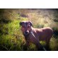 Floppy sucht zuhause oder Pflegestelle, Schäferhund-MIx  - Rüde