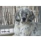 Flor, English Setter - Hündin
