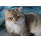 Flora, Britisch Kurzhaarkatze - Katze