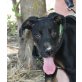 Flora, Dobermann Mix Welpen - Hündin