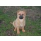 Flora,Fiora und Fanny, Schäferhund Mix - Hündin