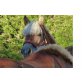 Flora, Haflinger - Stute