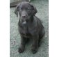 Flora, Labrador - Weimaraner Welpen - Hündin