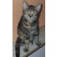 Flora, Mischling - Katze