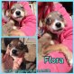 Flora, Mischling Welpen - Hündin