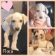 Flora, Mischling Welpen - Hündin