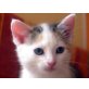 Flora, Süße Katze sucht ein neues zuhause - Katze