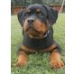Flora von der Schlossallee, Rottweiler Welpen - Hündin