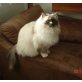 Florentino, Heilige Birma - Kater