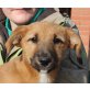 Flori, belg. Schäferhund Mix Welpen - Hündin