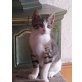 Flori, wunderschöner Kurzhaarkater, Europäische Kurzhaarkatze - Kater