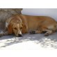 Florian, Florian sucht ein Hundebett - Rüde