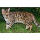Flower, Bengalkatze - Katze