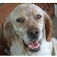 Flower, Setter-Mix - Hündin