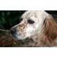Floyd, English Setter - Rüde