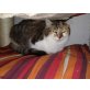 Fluffy, Europäisch Kurzhaar - Katze
