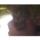 Fluffy, Flaschenbaby sucht Zuhause  - Katze