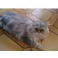 Fluffy, Perser Silber - Kater