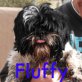 Fluffy, Shih-Tzu - Rüde