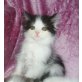 Fluffy, Silvannah - Kater