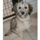 Fluffy, Wuschel-Mix Welpen - Hündin