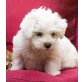 Fluffy, Wuschel-Mix Welpen - Hündin