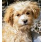 Fluffy, Wuschel-Mix Welpen - Hündin