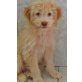 Fluffy, Wuschel-Mix Welpen - Hündin