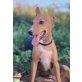 Flufly, Podenco-Mix Welpen - Rüde