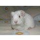 Fluse, Sheltie - weiblich