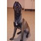 Fly, Malinois - Hündin