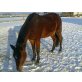 Fly, Quarter Horse - Stute
