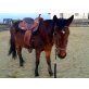 Fly, Quarter Horse - Stute