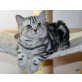 Flynn, Britisch Kurzhaarkatze - Kater