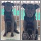 Flynn, Mischling Welpen - Rüde