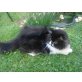 Focus, Perser Bicolor - Kater