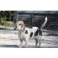 Fona, Griffon Mix - Hündin