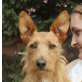 Fonsi, Podenco Andaluz - Rüde