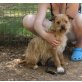 Font, Terrier Mix - Rüde