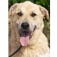 Ford, Labrador Retriever - Rüde