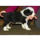Forever Beardies, Bearded Collie Welpen - Rüde